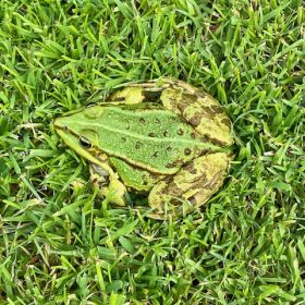 Frosch