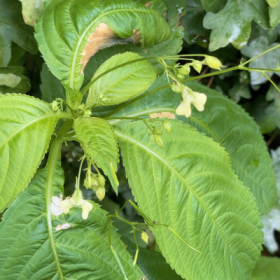 Drüsiges Springkraut