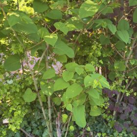 Japanischer Staudenknöterich