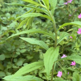 Kanadische Goldrute (vor der Blüte)