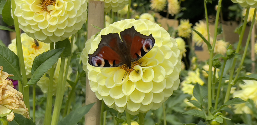 Schmetterling auf Dahlie