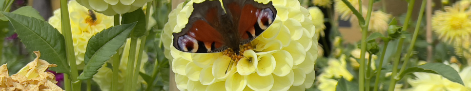 Schmetterling auf Dahlie