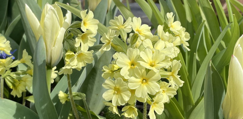 Primeln und Tulpen