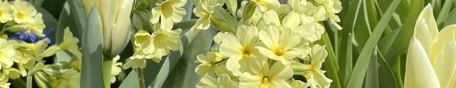 Primeln und Tulpen