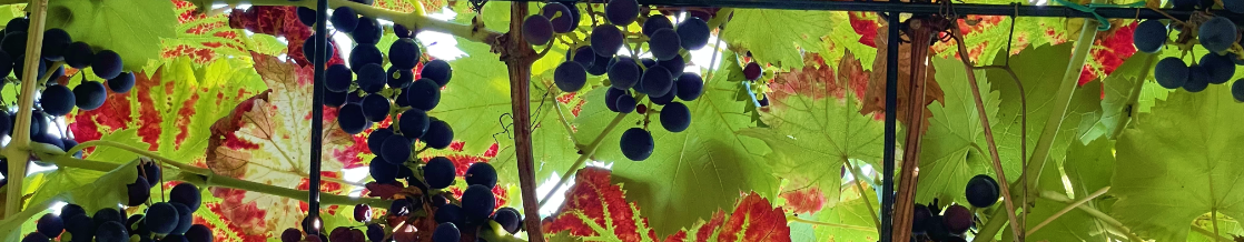 Weinrebe