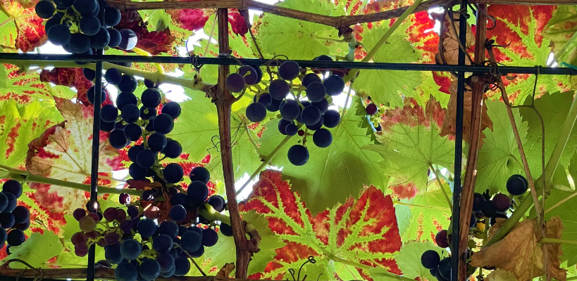 Weinrebe