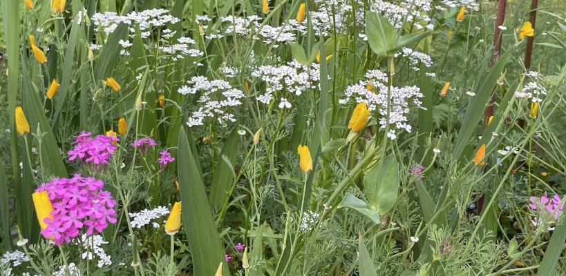 Wildblumen
